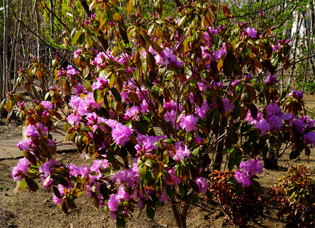 カネコゲンカイツツジ Rhododendron Mucronulatum var. Ciliatum Kaneko