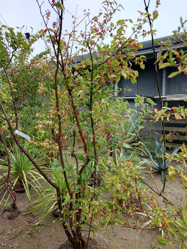 �E�����h�L