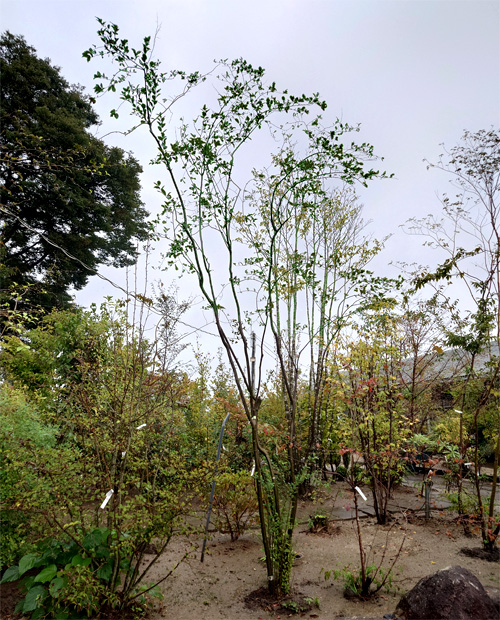 �E�����h�L