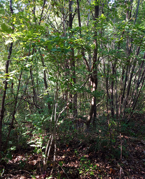 �E�����h�L