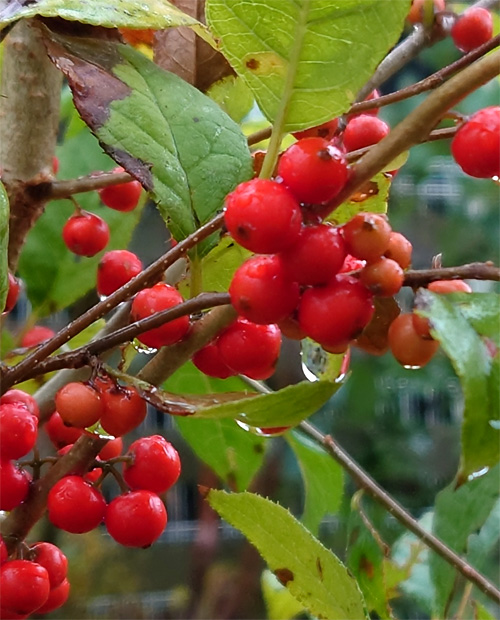 �^���ԂȎ�