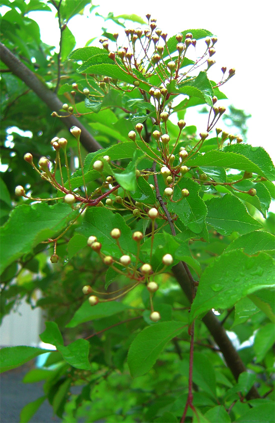 山採り自然樹形カマツカ